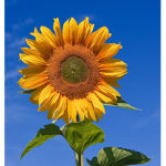 Sunflower starts