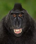 monkey islands...