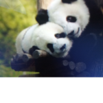 Save the (pandas) group!