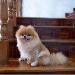 Fluffy dogs :3