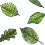Treetops Cafe & Restaurant Franchise