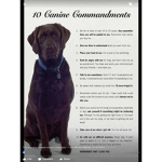 Join if you love Puppy’s and dogs