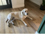 Carsyns puppy group