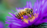 bee fanz