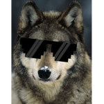 Canine Commissions
