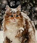 + CAT FANCLUB +