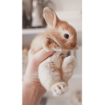 Bunny time clup
