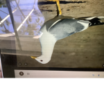 SS seagull search group R