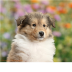 PUPPYS ARE CUTE
