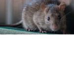 The GEtTo rats