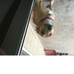 Cutie pie dogs