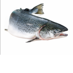 TheSillySalmons