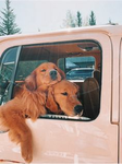 - Ari's golden retrievers! -