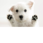 Canines United!