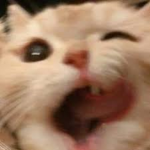 Smelly kitty