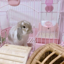 =￣ω￣=