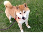 doge [mlg group]