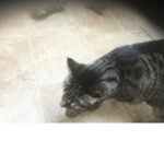 CatsAreCool