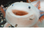 Axolotl buddies 4 ever!