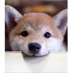 Best Dog Club