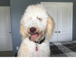 My dog zoie