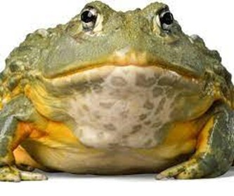 frog simulator