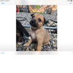 Puppy and Doggo Team