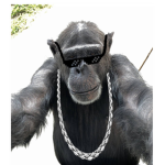 Monke Mafia ‘