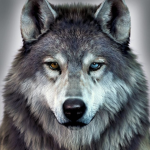 _WOLF_HY