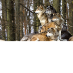 #Doggy group! For dog