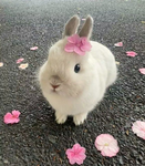 TheEasterBunny404's Fan Group!