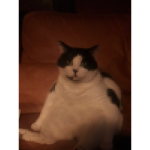 Teh cheesey group