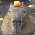 Capybara gang group.