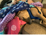 Animal rescue Group123
