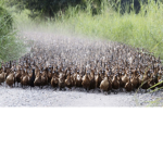 Weeexty's Duck Army
