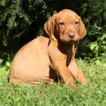 The Vizsla Squad