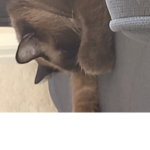22ky cats
