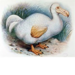 code dodo