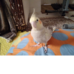 PARROT GAY