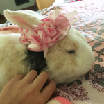 The Bunny Rabbits!