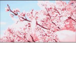 Blossom:tree