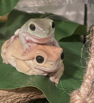 Naomi's official group - Welcome froggies!!!
