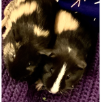Guinea pig official group!
