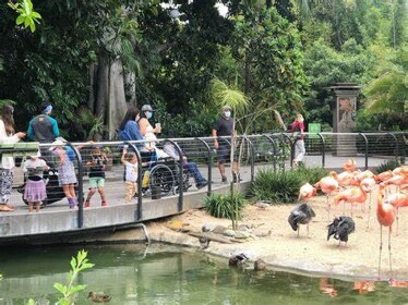 Zoo with Lemur, Crocodiles, capybara and giraffes.
