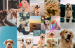 Dog Vibes Only Club