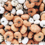 -Little Pumpkins-