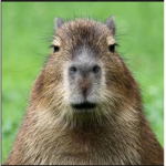 the true capybara cult