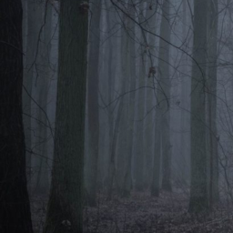 Scary Forest
