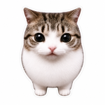 cats4all
