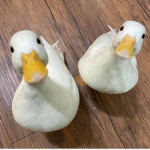 Duck Family!!
